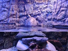 -上海海洋水族馆