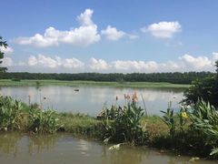 -大湾区中央湿地公园
