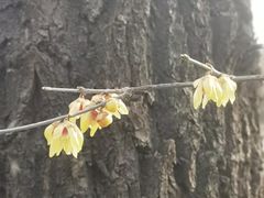 -丰台花园