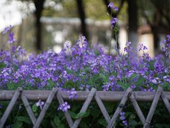 -白塘生态植物园