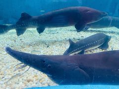 -成都浩海立方海洋公园