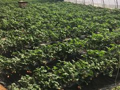 -大自然农场蔬菜草莓采摘园