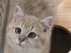 -袖虎·猫馆(体育西路店)