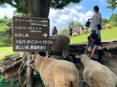 -神户市立六甲山牧场