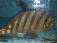 三刀鱼-浪琴湾尾角仔海鲜坊