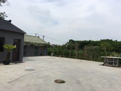 -南汇新场正宗水蜜桃采摘