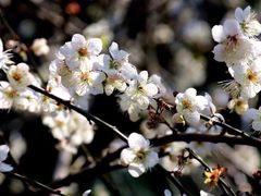 -广州市流溪河国家森林公园