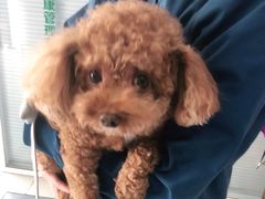 -瑞派福兴宠物医院犬猫全科·骨科·中西医结合(河东店)