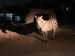-清迈夜间动物园
