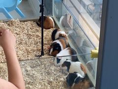 -怪兽屋·羊驼·猫咖·狗咖(俊华广场店)