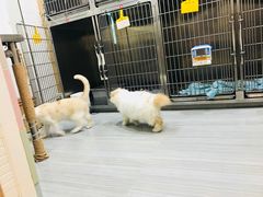 -瑞派名望志远动物医院·猫科·內科·异宠专科(直港大道店)