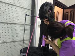 -顺强宠物诊所·狂犬免疫·夜诊·骨科(嘉定店)