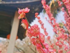 -雨花胜境