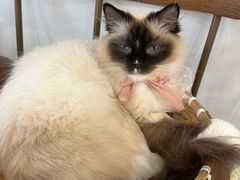 -共舞时光猫咖·狗咖(新街口店)