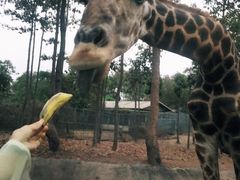 -清迈夜间动物园