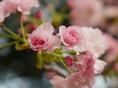 -天适樱花悠乐园