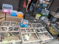 -中环花鸟鱼虫市场