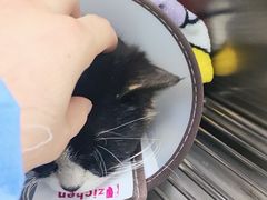 -派美特宠物医院·核磁CT·骨科肿瘤·疑难转诊(沈农禾丰店)