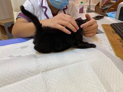 -宠爱国际动物医院·消化内科·心肾内科·ISFM猫友好(望京店)