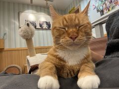 -MOCHA明星猫咖(田子坊店)