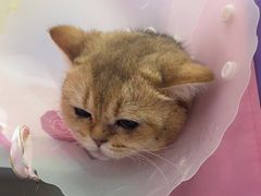 -北京观赏动物医院·24小时大型综合·猫专科·异宠专科