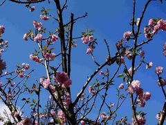 -天适樱花悠乐园