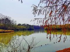 -上海海湾国家森林公园