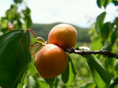 -大自然农场蔬菜草莓采摘园