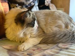 -名猫咖啡馆·撸猫·拼豆