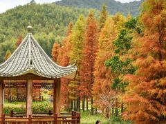 -广州市石门国家森林公园