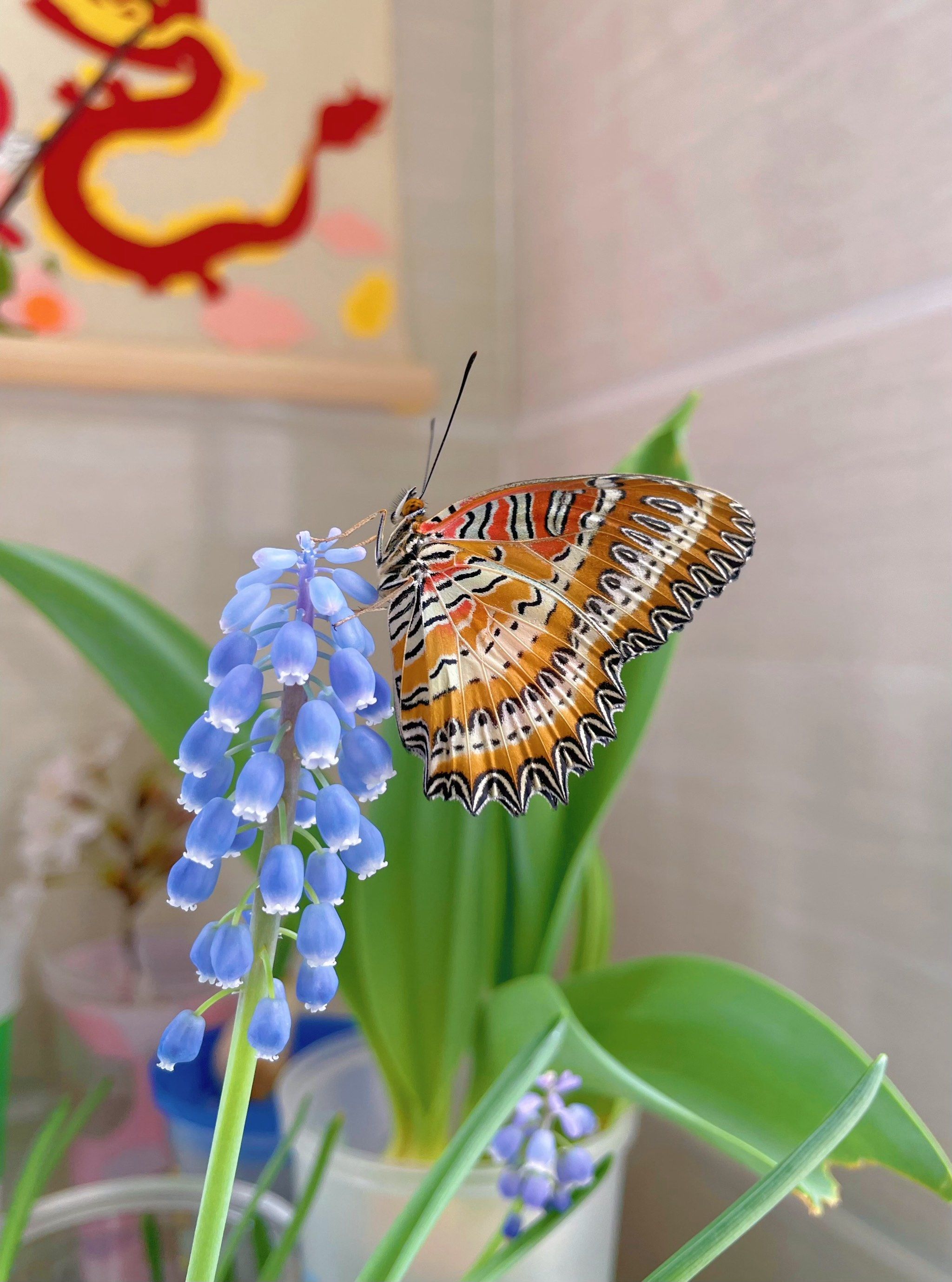 春风她吹来好消息,蝴蝶破茧而出啦