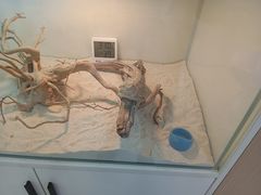 -喵园·猫主题咖啡厅·撸猫·猫咖(国贸店)