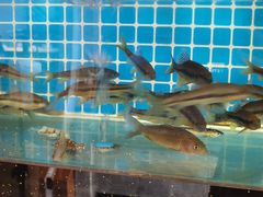 -千岛湖小鱼儿·淳安匠心农家菜