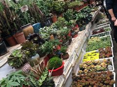 -秦美花卉(天朗·莱茵小城2期店)