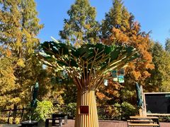 -黄海国家森林公园