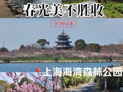 -上海海湾国家森林公园
