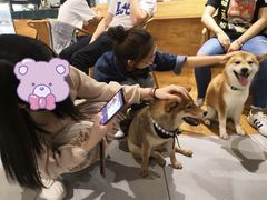 -柴务处·柴犬主题狗咖