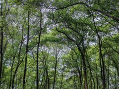 -铁山坪森林公园