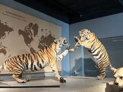 -上海自然博物馆