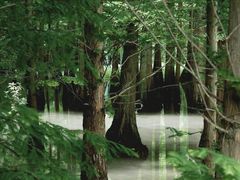 -桤木河湿地公园