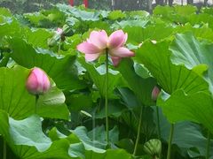 -陈家山荷花公园