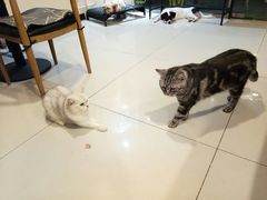 -平行世界·猫咖(首经贸店)