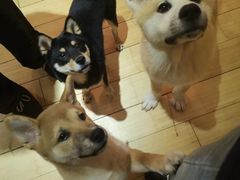 -喜柴咖啡·柴犬狗咖