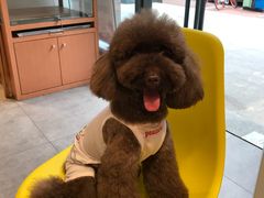 -帕帕拉兹宠物(亚洲旗舰店)