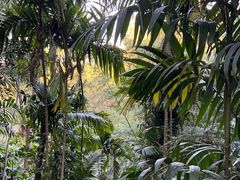 -深圳仙湖植物园
