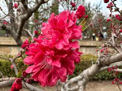 -海棠花溪(元大都城垣遗址公园)
