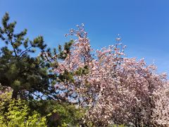 -海棠花溪(元大都城垣遗址公园)