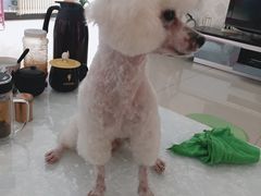 -宠福鑫康馨动物医院·骨科·眼科