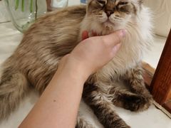 -共舞时光猫咖·狗咖(新街口店)