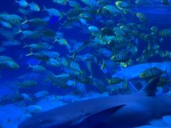 -太平洋海底世界